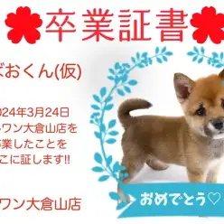 【 卒業証書 】しばおくん卒業おめでとう！！スタッフママより愛を込めて！