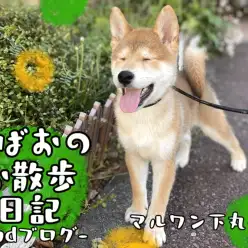 【 柴犬 】愛らしさ満載!とある日の朗らかお散歩風景~2ndブログ~