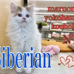 【 サイベリアン 】元気に成長！爆毛サイベちゃんの生後85日！