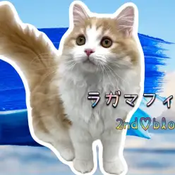 【 ラガマフィン 】生後5ヶ月！スーパー優等生ラガくん、心も身体も大きく成長中！