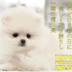 【 ポメラニアン 】美しきタンポポポメの生後77日目を大公開！