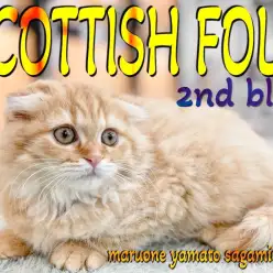 【 スコティッシュフォールド 】可愛い容姿に甘い性格の癒し系との新生活はいかが？
