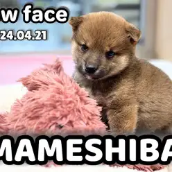 【 豆柴成長ログ 】ニューフェイスがやってきた！垂れ耳が可愛い豆柴ちゃん