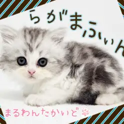 【 ラガマフィン 】抱っこ大好き！お喋り大好き！にゃんこ界のテディベア！