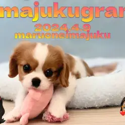 【 イマジュクグラム 】キャバリアの聖地に仲間入りした尻尾が止まらない甘えん坊！