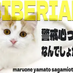 【 サイベリアン 】警戒心という言葉は生まれてこの方聞いたことがございません。