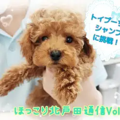 【 ほっこり北通Vol.38 】シャンプー後、大変身したトイプーちゃん!