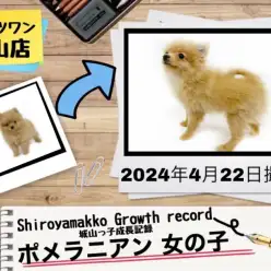 【 ポメラニアン 】城山っ子成長報告!2024年4月22日