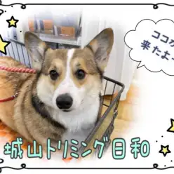 【 城山トリミング 】 城山トリミング日和No.14  「ココちゃん」