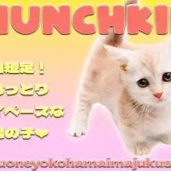 【 マンチカン 】超短足な完全2頭身BODY！クリームカラーの癒し系な男の子！