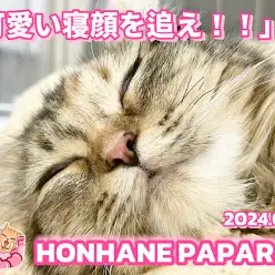 【 4/15ホンハネパパラッチ 】本日の指令！可愛いワンニャンの寝顔を追え！