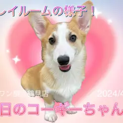 【 ウェルシュコーギーペンブローク 】本日のコーギーちゃん！プレイルームの様子！