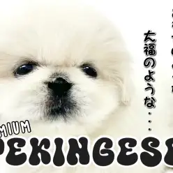 【 ペキニーズ 】おもち？大福？プレミアムなぽっちゃりペキちゃん！