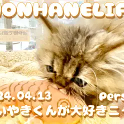 【 ペルシャ成長ログ 】ペルちゃんはたいやきくんがお気に入り！