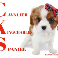 【 キャバリア 】丸みのあるお顔がキュートなブレンハイムな女の子登場！