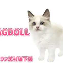 【 ラグドール 】一目惚れ注意？クールビューティなラグドールの女の子が登場！