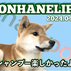 【 柴犬成長ログ 】できる男の基本!身だしなみでシバオの魅力アップ!
