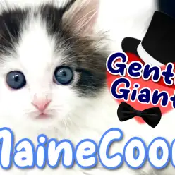 【 メインクーン 】大きさだけじゃない！究極のベイビーフェイス！