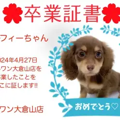 【 卒業証書 】マーフィーちゃん卒業おめでとう！！スタッフママより愛を込めて！