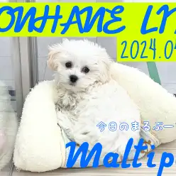 【マルプー成長ログ】マルプーちゃんが見てる！