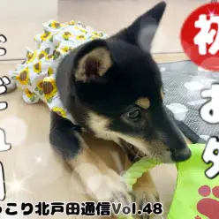 【 ほっこり北通Vol.48 】おしゃれをして初めてお外へ行く柴犬ちゃん!