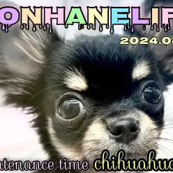 【 チワワ成長ログ 】今日のお手入れタイム！後ろ姿も可愛いチワワちゃん編