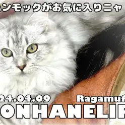 【 ラガマフィン成長ログ 】ラガちゃんはハンモックがお気に入りニャ！