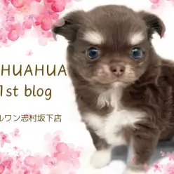 【 チワワ 】深海の様に深いブルーの瞳を持つムチコロボデイのチッチくんが登場！