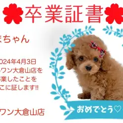 【 卒業証書 】くまちゃん卒業おめでとう!!スタッフママより愛を込めて!