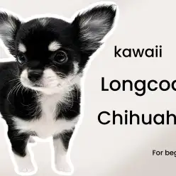 【 チワワ 】マロ眉がキュートなブラタンチワワ！ワンコ初心者にお勧めな優等生