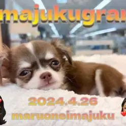 【 イマジュクグラム 】チョコタンチワワちゃまは寝起きから可愛さ爆発中！