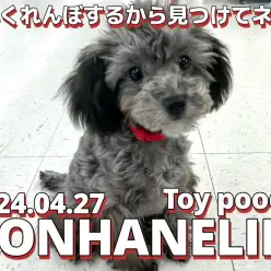 【 トイプードル成長ログ 】今日はかくれんぼで遊ぶワン!