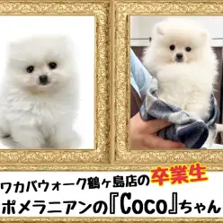 【 今日の鶴ヶ島店 】卒業生ポメラニアンのCocoちゃん来店