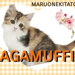 【 ラガマフィン 】人気のキャリコ！太陽のように明るくフレンドリーな女神が降臨