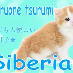 【 サイベリアン 】人気のクリームカラーで、ゴージャスそしてビューティフルボーイ