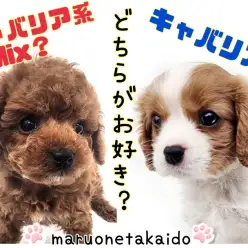 【 犬種大検証 】キャバリアmix犬と純血キャバリアの特徴を比べてみた！！