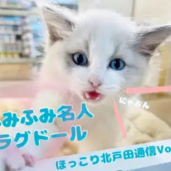 【 ほっこり北戸田通信Vol.36 】甘えたいときは足ふみモード！