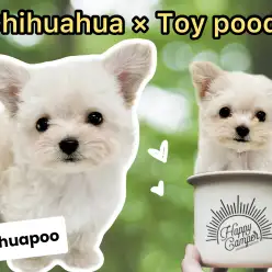 【 MIX犬 】人気犬種のハイブリット！チワワ×トイプードルの激カワチワプー登場