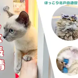 【 ほっこり北通Vol.46 】マルワン北戸田店の表情豊かなワンニャン達！