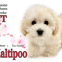 【 MIX 】ミックス犬界のアイドル、マルプー2ndブログ