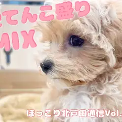 【 ほっこり北通Vol.40 】好きすぎて猪突猛進！大人気mixマルプー