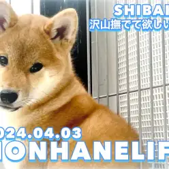 【 柴犬成長ログ 】スキンシップ上手になる為に!沢山撫でて欲しいワン!