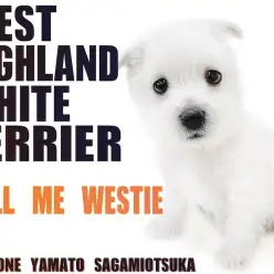 【 ウェストハイランドホワイトテリア 】純白の被毛のテリア種！通称ウェスティ！