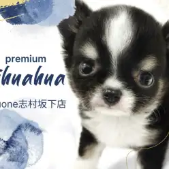 【 チワワ 】プレミアムな牛さんカラーチワワ！小さめな体に詰まった魅力をご紹介！