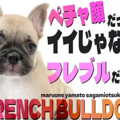 【 フレンチブルドッグ 】ブラックマスクが特徴的なペチャ顔は愛すべきキャラクター