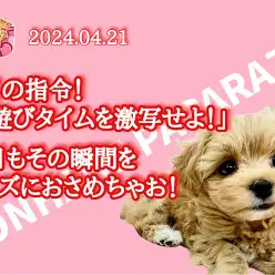 【 4/21ホンハネパパラッチ 】みんなの可愛いお遊びタイムをお届けいたします！