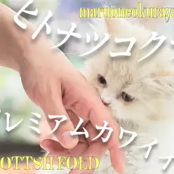 【 スコティッシュフォールド 】プレミアムカワイイ立ち耳スコにゃん！