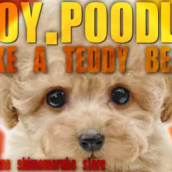 【 トイプードル 】飼いやすさNo.1の人気の秘密はこれだ！愛らしさ満載な男の子