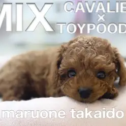 【 キャバリアMIX 】超希少！濃厚レッドのフレンドリーなプーキャバの女の子！