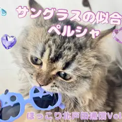 【 ほっこり北通Vol.39 】ペルシャちゃんのアクセサリー